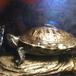 Meet your Posher, Shelly